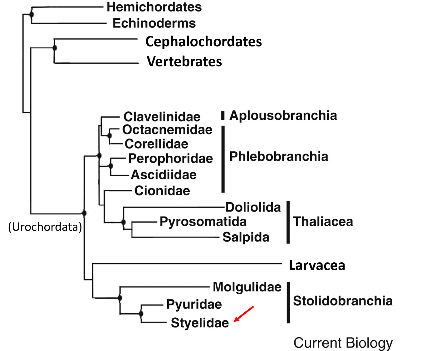 figure image